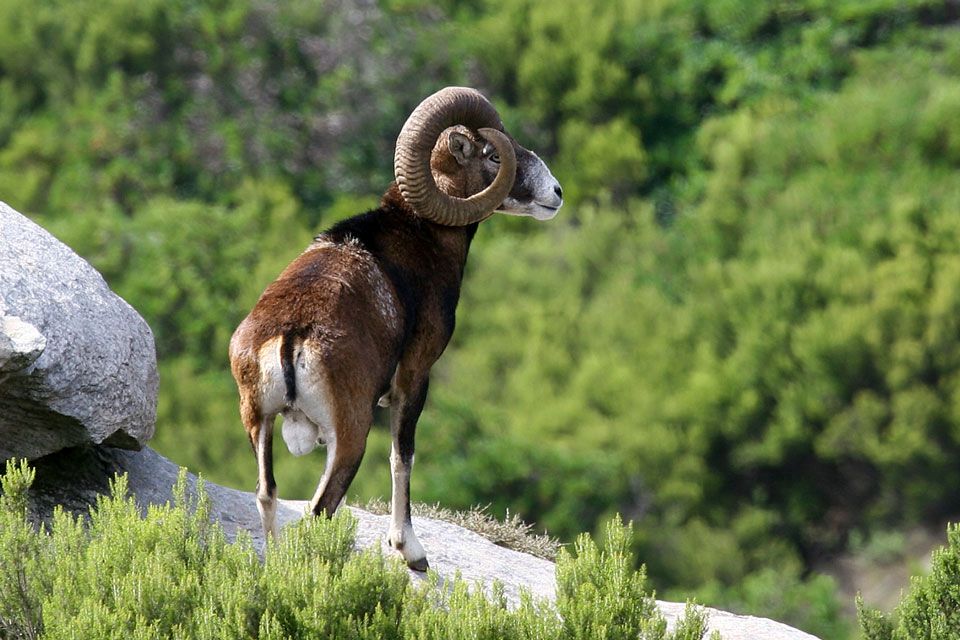 Muffel mit großen Schnecken, in bergiger Landschaft stehend