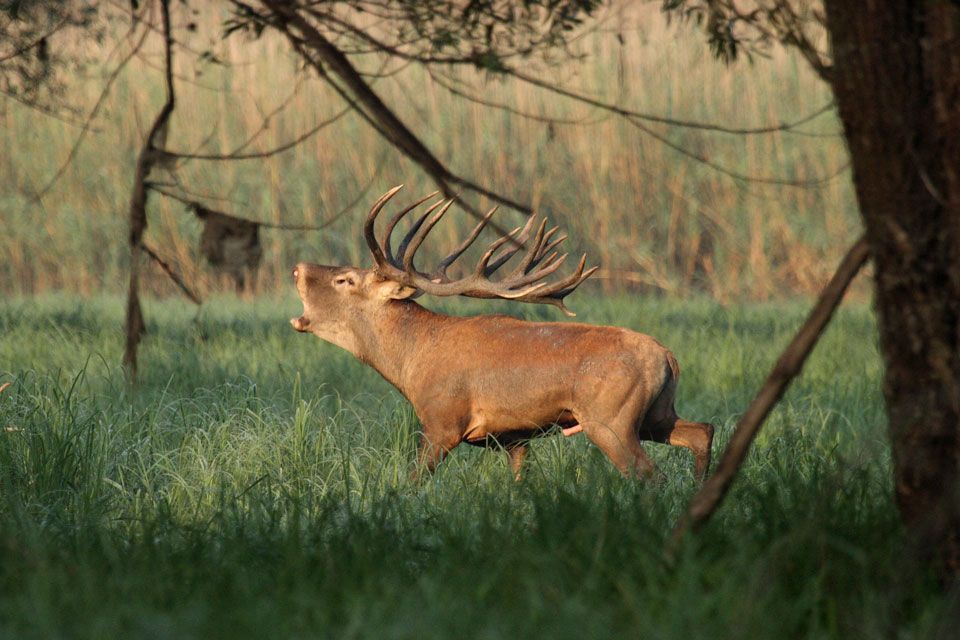 Brunftender Hirsch, Hirschjagd