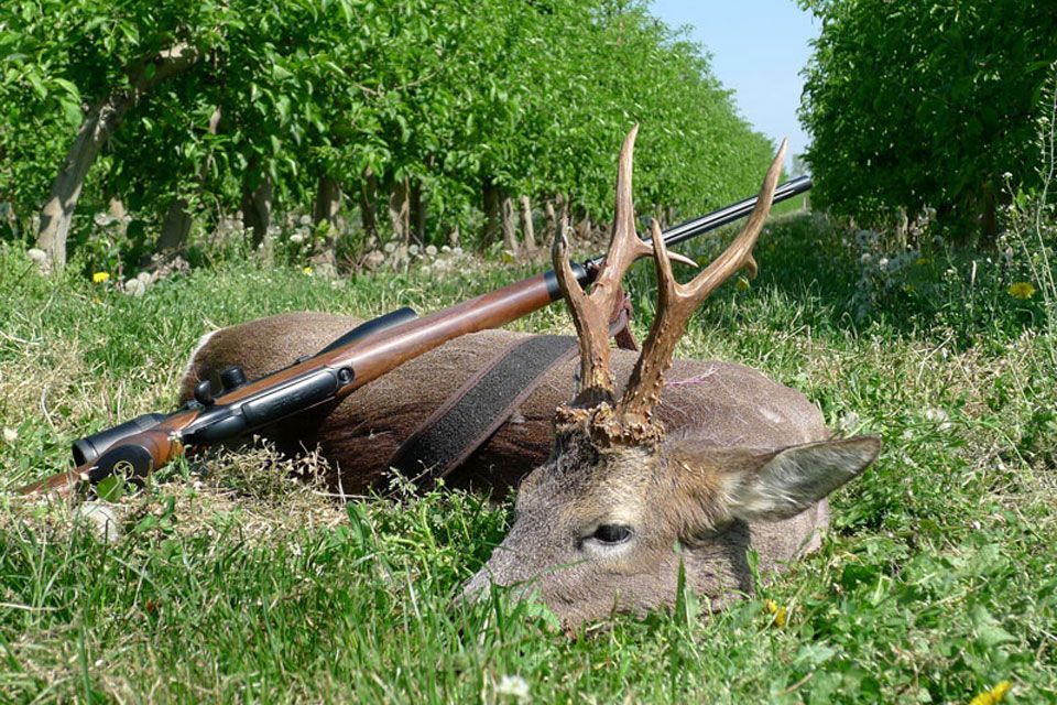 Erlegter Rehbock mit Gewehr, Sechser-Rehbock mit großen Rosen