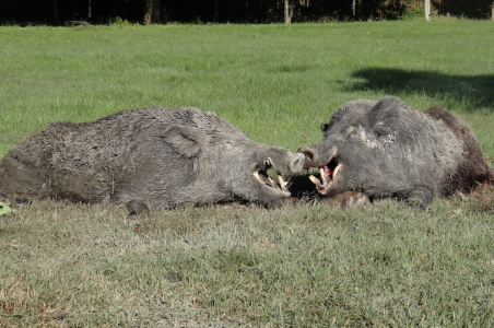 Zwei erlegte Sauen von Sauendrückjagd mit sichtbaren Trophäen, Gewaff