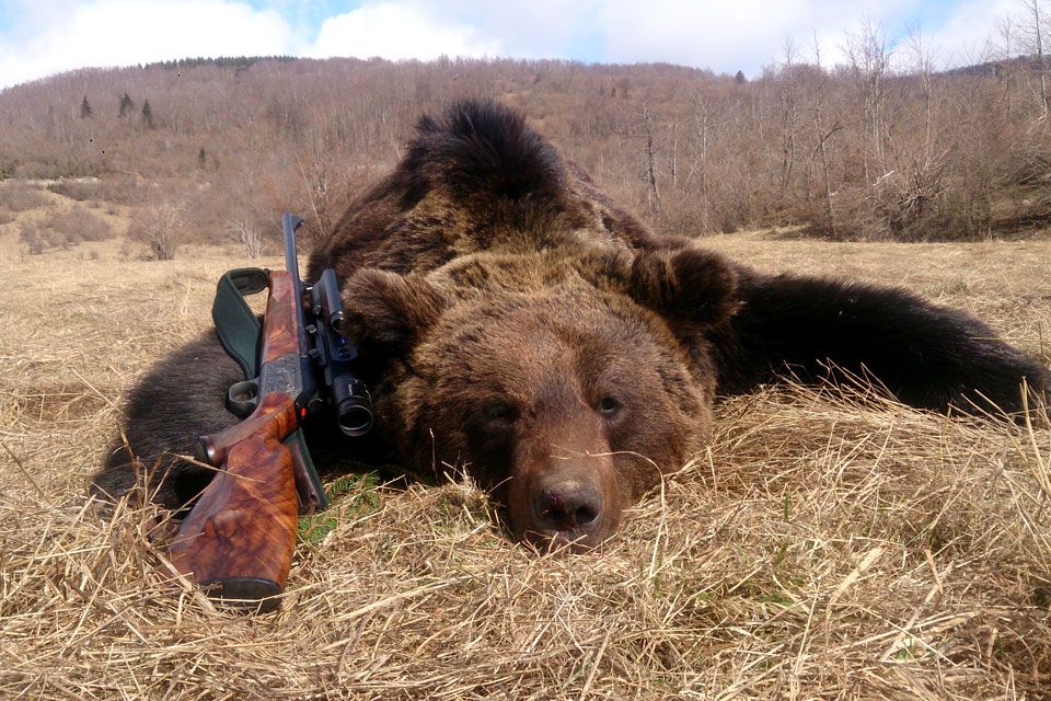Erlegter Bär mit Gewehr, Erlegerfoto von Braunbärenjagd